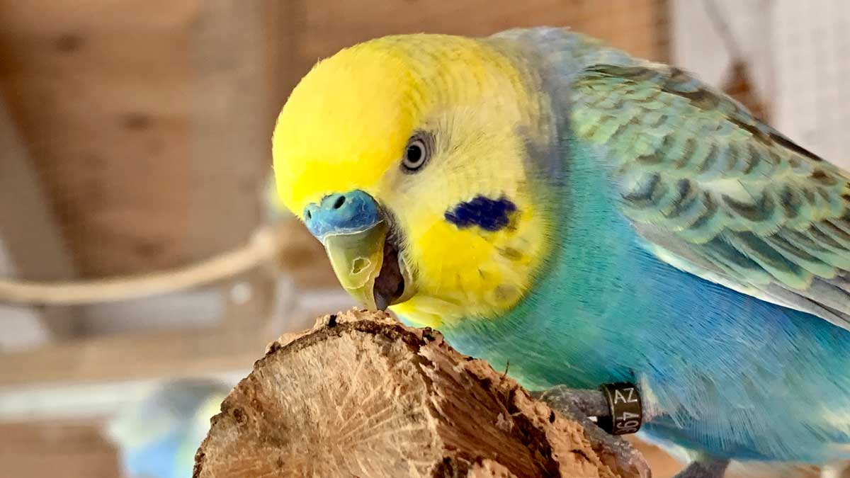 Wellifarm Bestandsvogel