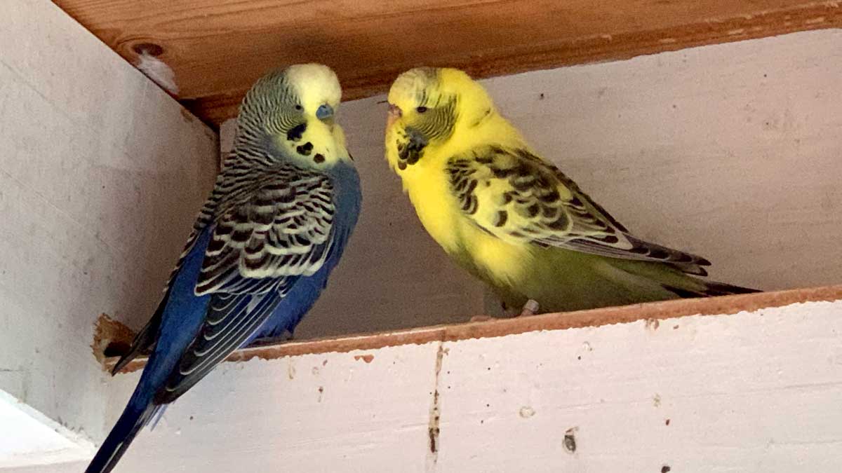 Wellifarm Bestandsvögel