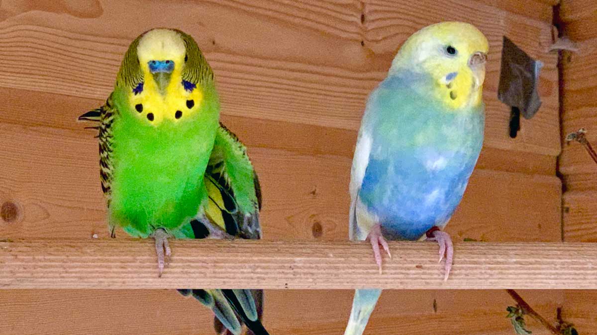 Wellifarm Bestandsvögel